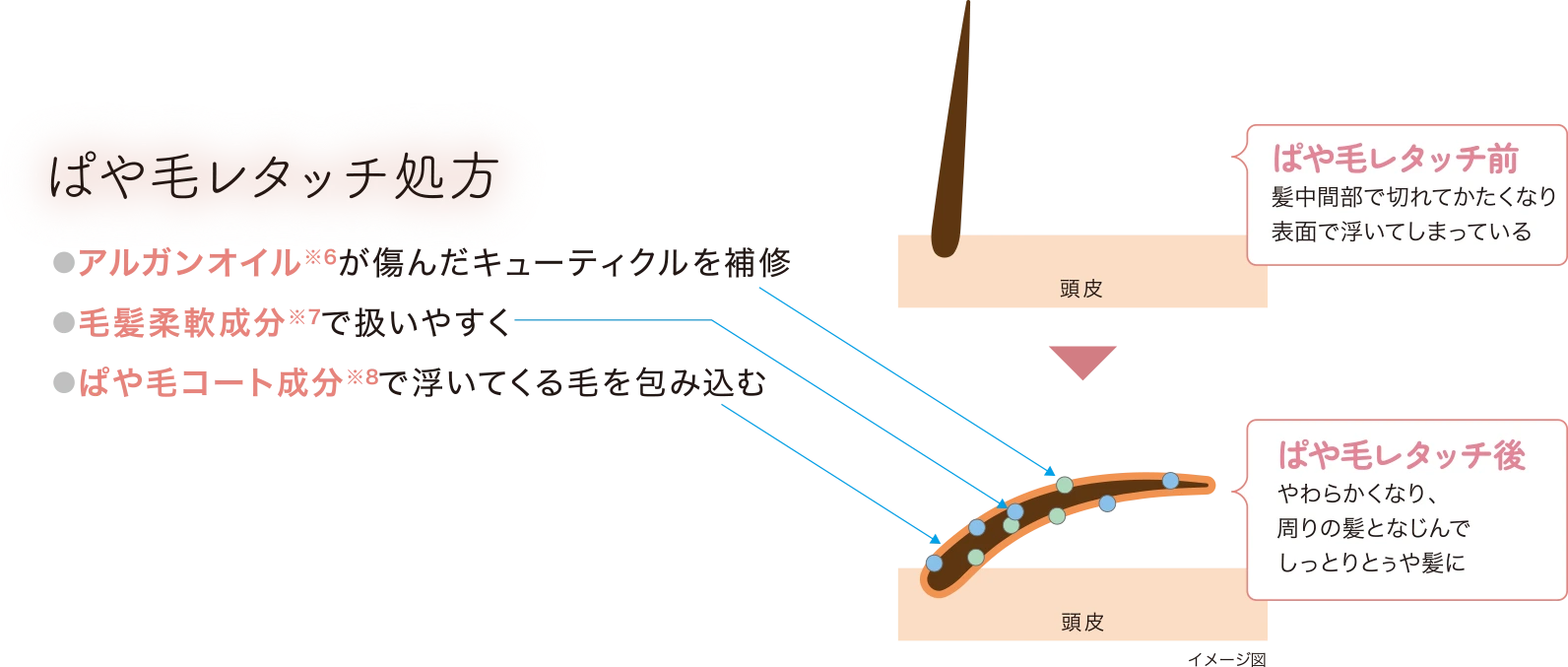 アルガンオイル(※6)が傷んだキューティクルを補修。毛髪柔軟成分(※7)で扱いやすく。ぱや毛コート成分(※8)で浮いてくる毛を包み込む